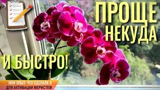 ❗️ПРОЩЕ НЕКУДА И БЫСТРО! ЧТО СДЕЛАЛА Я ДЛЯ АКТИВАЦИИ МЕРИСТЕМ?! ВСЕГО ОДНО ДОПОЛНЕНИЕ К УХОДУ! 100%👍