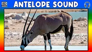 🦌 ANTELOPE SOUND - ANTELOPE SOUND EFFECT - SOUND OF ANTELOPE - NOISE OF ANTELOPE