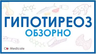 Гипотиреоз обзорно: механизм развития, основные симптомы, принципы лечения