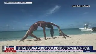 Video: Iguana bite ruins woman’s yoga pose | LiveNOW from FOX