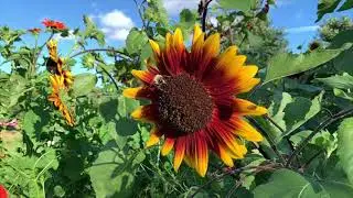 Watch this BEE suck up nectar with its LONG TONGUE on a Beautiful Sunflower