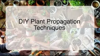 DIY Plant Propagation Techniques