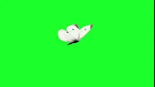 small cabbage white butterfly || green screen videos | butterfly green screen green screen butterfly