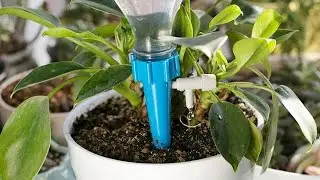Автополив растений.  Капельный полив из пластиковой бутылки!