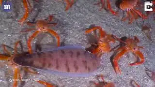 Incredible footage shows a huge swarm of crabs migrating