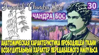 30 Д.ЧАНДРА БОС - Нервный механизм в растениях (АНАТОМИЧЕСКАЯ ХАРАКТЕРИСТИКА ПРОВОДЯЩЕЙ ТКАНИ)