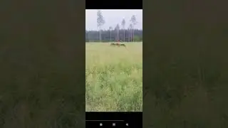 маню лося. 15 метров. самка 2023