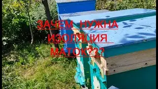 Не сходите с ума, сколько можно издеваться над пчёлами....!!! ПОЧЕМУ Я ИЗОЛИРУЮ МАТОК???