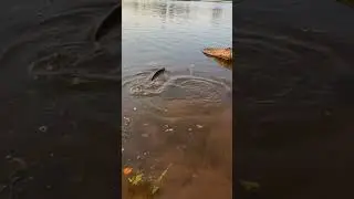 Бойкий Щук