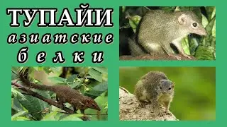 ТУПАЙИ - Азиатские белки