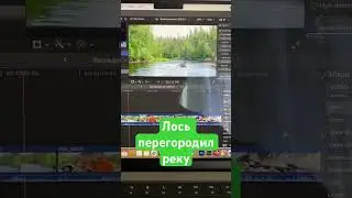 Лось перегородил реку на сплаве. Заканчиваю монтаж новой серии #таежныеприключения