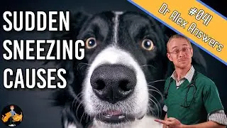 Why is My Dog Sneezing Uncontrollably? - Dog Health Vet Advice