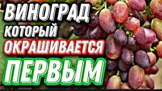 Виноград который начал окрашиваться на 23 июля 2021г.