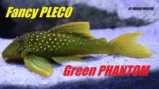 GREEN PHANTOM FANCY PLECO or PLECOSTOMUS