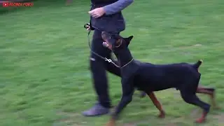 Dog Walking Training with Rottweiler & Doberman - Which one better?