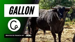 GANADERIA GALLON | TOROS 2023 🐂