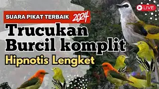 Suara pikat trucukan kombinasi burcil ribut ‼️ untuk pikat burcil paling ampuh dan trucukan ribut