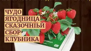 Клубника сказочный сбор отзывы - чудо ягодница сказочный сбор – домашняя ягодница.