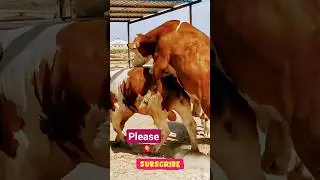 bull mating 