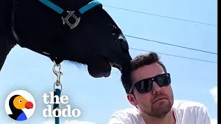 Horse Falls In Love With His Moms Boyfriend | The Dodo Soulmates