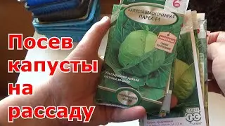 Разные варианты посева капусты на рассаду в домашних условиях.