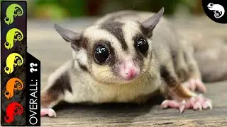 Sugar Glider, The Best Pet Mammal?