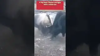 A big black Tibetan yak fight with a white one #wildlifeanimals