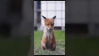 маленькие животные потом большие 