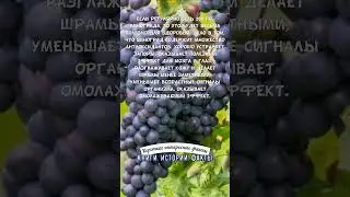 ПОЛЬЗА РЕГУЛЯРНОГО ПОТРЕБЛЕНИЯ ВИНОГРАДА — КОРОТКИЕ ИНТЕРЕСНЫЕ ФАКТЫ 