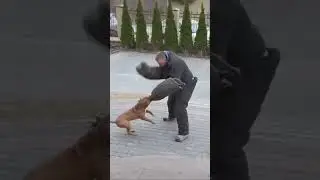 Питбуль - «Халк» торпеда в деле !
