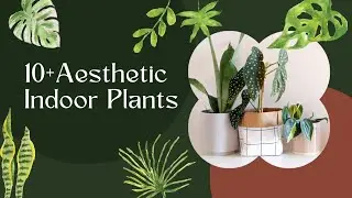 10+ INDOOR PLANT That Can Grow In Water | No Need Soil & Sunlight | Indoor Water Garden.