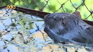 Нутрии. Увлечение и бизнес. 6 соток 01.05.2017