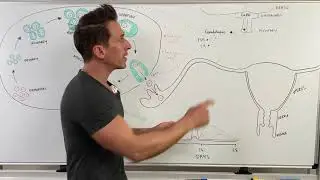 Female Reproductive Cycle (Menstrual Cycle)