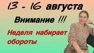 🔴 13 - 16 августа 🔴 Неделя набирает оборот