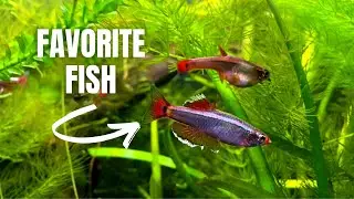 How to care for white cloud minnows