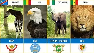 Les animaux nationaux par pays | Afrique | Le lion est le vrai ROI de l'Afrique