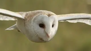 Graceful Barn Owl Hunting in the Daytime | BBC Earth