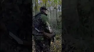 Boar hunt with dogs and friends