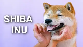 ЕСЛИ У ТУБЯ ЕСТЬ ШИБА ЭТО НУЖНО  УВИДЕТЬ!