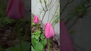 Мой маленький 🏡дворик. весенние цветы🌸🌺