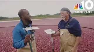 Tevin helps with cranberry harvest in Wareham