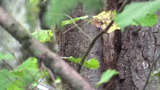 First-ever Asian giant hornet nest located in the United States