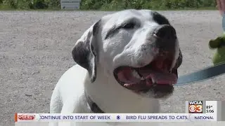 Why pet owners should watch out for blue-green algae: UI expert