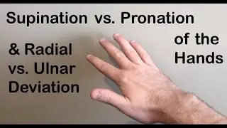 Supination vs Pronation, Radial vs Ulnar Deviation of the Hand