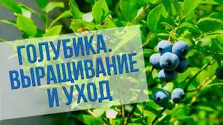 Голубика садовая. Условия выращивания и уход