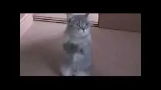 ТЫ МНЕ ОЧЕНЬ НУЖЕН БАРСИК