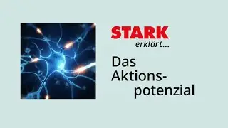 Das Aktionspotenzial | STARK erklärt