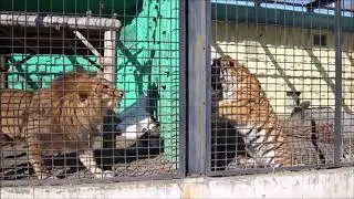 Tiger vs Lion - Tigers roar scares Lion