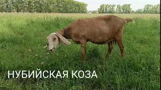 НОВАЯ КОЗА В ХОЗЯЙСТВЕ/УРОЖАЙ С ОГОРОДА/