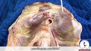 Muscle Anatomy Master Class - Diaphragm - Cadaver